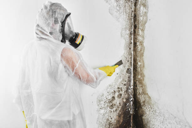 Best Toxic Mold Removal  in Broomfield, CO