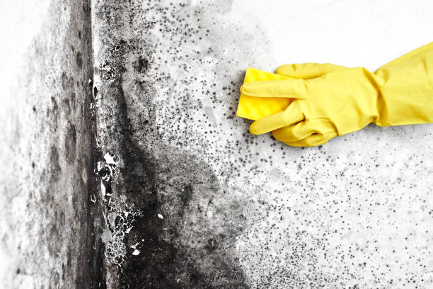 Best Commercial Mold Removal  in Broomfield, CO