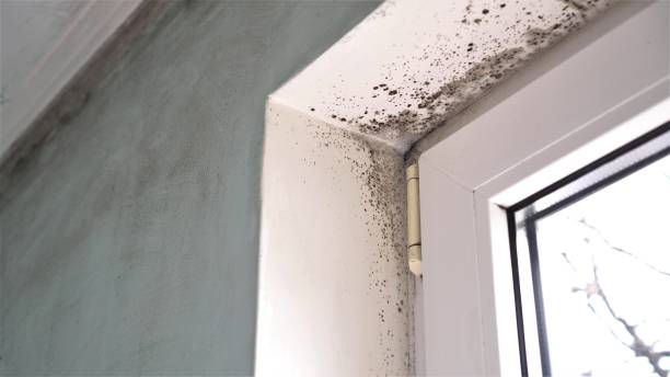 Best Same-Day Mold Removal  in Broomfield, CO