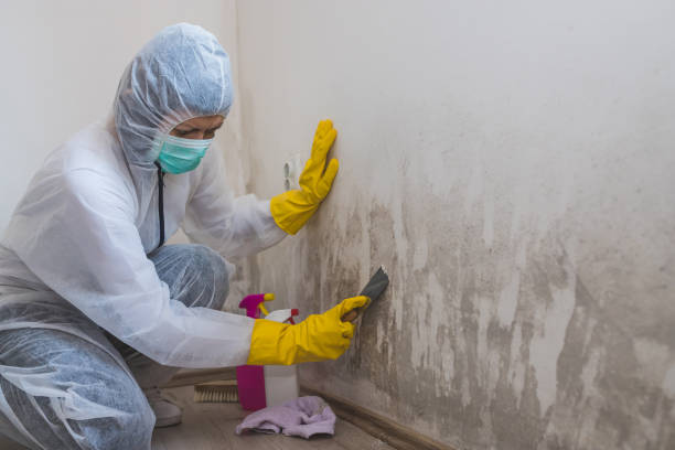 Best Affordable Mold Removal  in Broomfield, CO