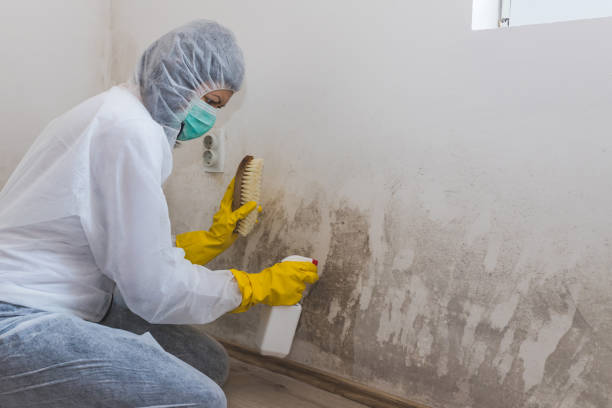 Best Residential Mold Removal  in Broomfield, CO