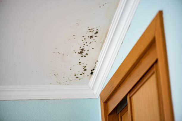 Mold Removal and Inspection in Broomfield, CO