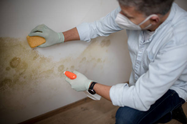 Best Mold Remediation  in Broomfield, CO