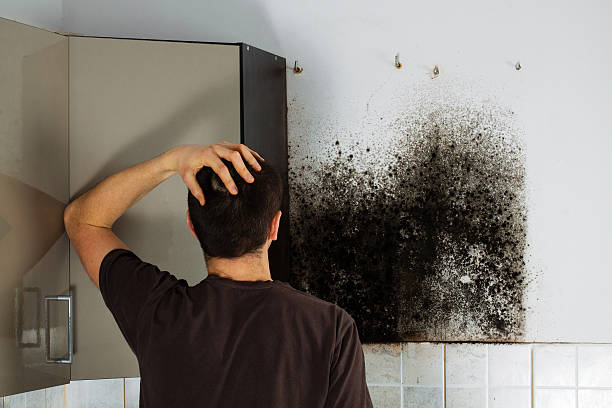 Best Mold Removal Near Me  in Broomfield, CO