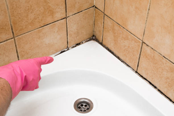 Best Commercial Mold Removal  in Broomfield, CO